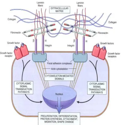 Gambar 8.  Mekanisme Fibrosis(Robbins dan Cotran, 2005) 