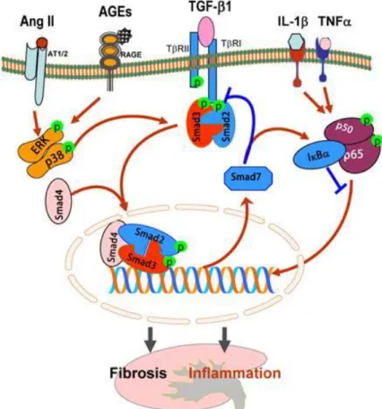 Gambar 9. Jalur crosstalk TGF-β/Smads pada fibrosis dan inflamasi                          ginjal
