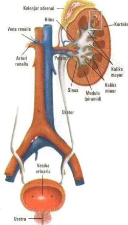 Gambar 2.1.  Anatomi ginjal (Eroschenko, 2000) 
