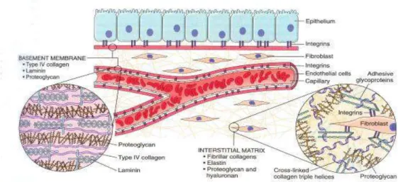 Gambar 2.8. Susunan Extracelluler Matrix (Robbins dan Cotran, 2005). 