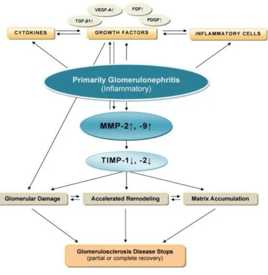 Gambar 2.10. Skema mekanisme inflamasi pada proses glomerulonefritis ke  glomerulosklerosis (Dimas, 2013)
