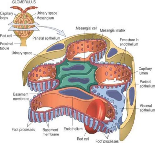 Gambar 2.3. Penampang Glomerolus (Robbins dan Cotran, 2005) 
