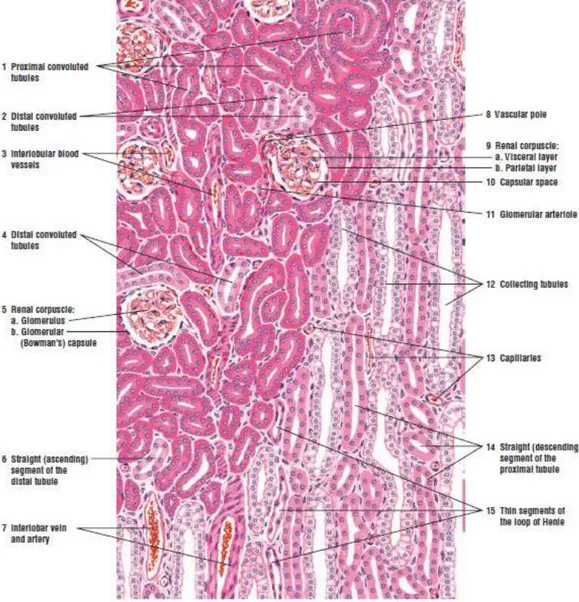 Gambar  2.5. Histologi kortek dan medulla ginjal (Eroschenko, 2000) 