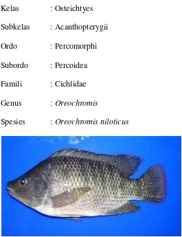 Gambar 1 Ikan nila (Oreochromis niloticus)      Saanin (1968) 