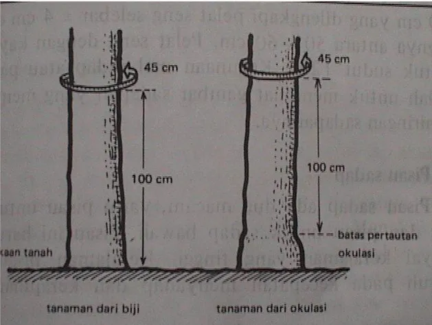Tabel 1.  Perkembangan lilit batang berdasarkan umur tanaman 