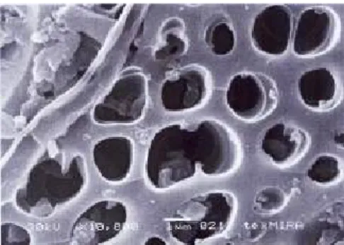 Figure 1.  The micro structure of bio-char from  palm oil    shell.