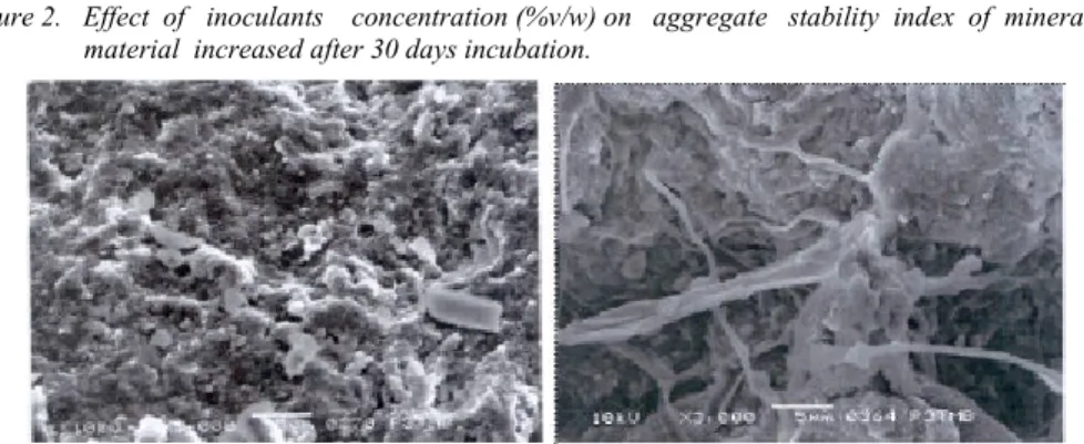 Gambar 3.  Scanning mikroskop elektron pada bahan tanah mineral tanpa inokulan (kiri) dan dengan                      inokulan Flavobacterium sp