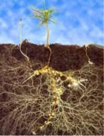 Gambar 1. Simbiosis tumbuhan dengan mikoriza 