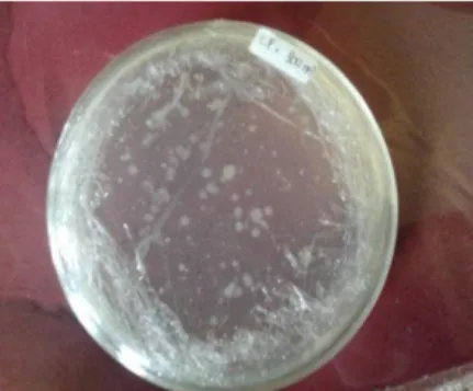 Gambar 1. Isolat bakteri Lactobacillus fermentum