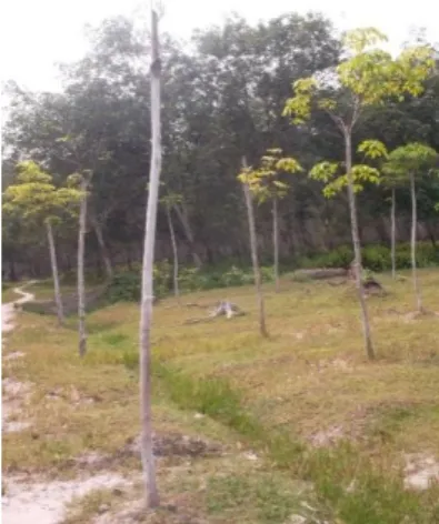 Gambar 2. Bibit APM yang sudah diberi kapur. 
