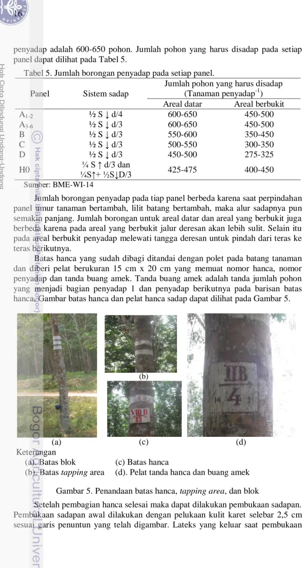 Tabel 5. Jumlah borongan penyadap pada setiap panel. 