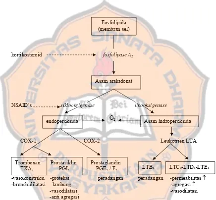 Gambar 3. Diagram perombakan asam arakidonat (Tjay dan Rahardja, 2002) 