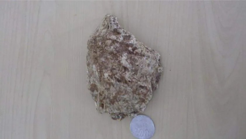 Gambar 5.5 Foto Jenis Batuan Sedimen Organik (Gamping Coral)   pada Lokasi Sampel 1 