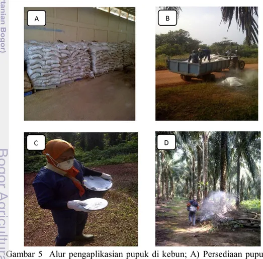 Gambar 5  Alur pengaplikasian pupuk di kebun; A)  Persediaan pupuk di  gudang BKE; B) Pengeceran pupuk di lapangan; C) Peralatan  pemupukan ; D) Penabur sedang mengaplikasikan pupuk  