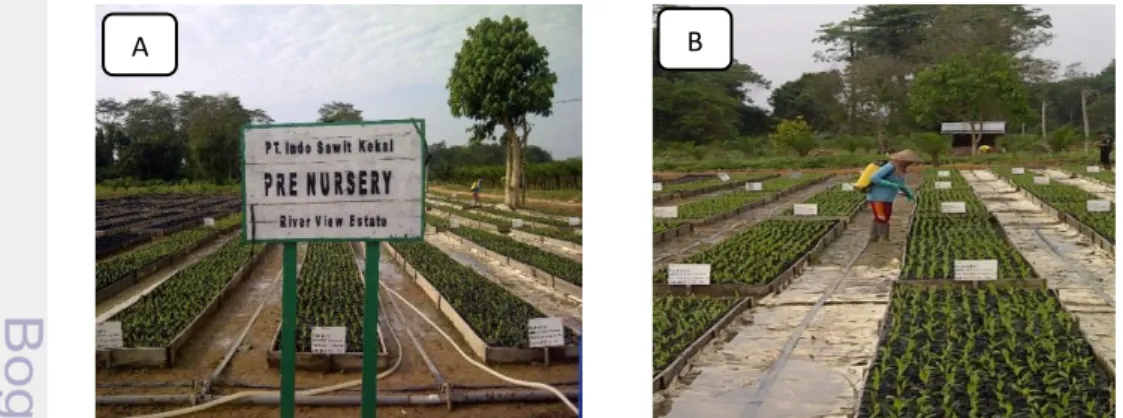 Gambar 11 Pembibitan kelapa sawit; A) Areal pre nursery; B) karyawan sedang  melakukan pekerjaan pengendalian hama dan penyakit