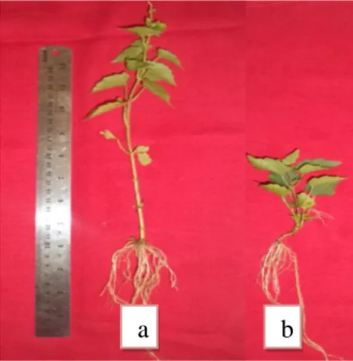 Gambar 3. Morfologi  Pertumbuhan  Mikania                    micrantha;  (a).  Kontrol;  (b)