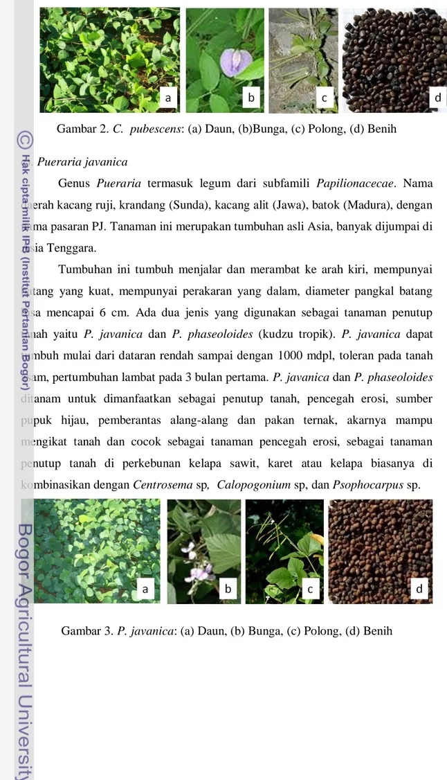 Gambar 2. C.  pubescens: (a) Daun, (b)Bunga, (c) Polong, (d) Benih  c). Pueraria javanica 