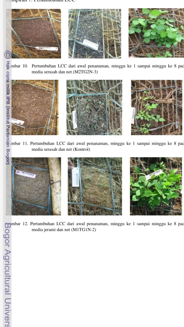 Gambar  10.    Pertumbuhan  LCC  dari  awal  penanaman,  minggu  ke  1  sampai  minggu  ke  8  pada  media serasah dan net (M2TG2N-3) 