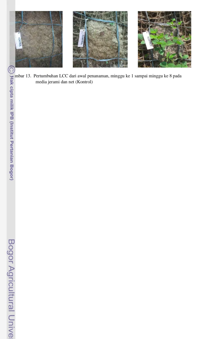 Gambar 13.  Pertumbuhan LCC dari awal penanaman, minggu ke 1 sampai minggu ke 8 pada   media jerami dan net (Kontrol) 