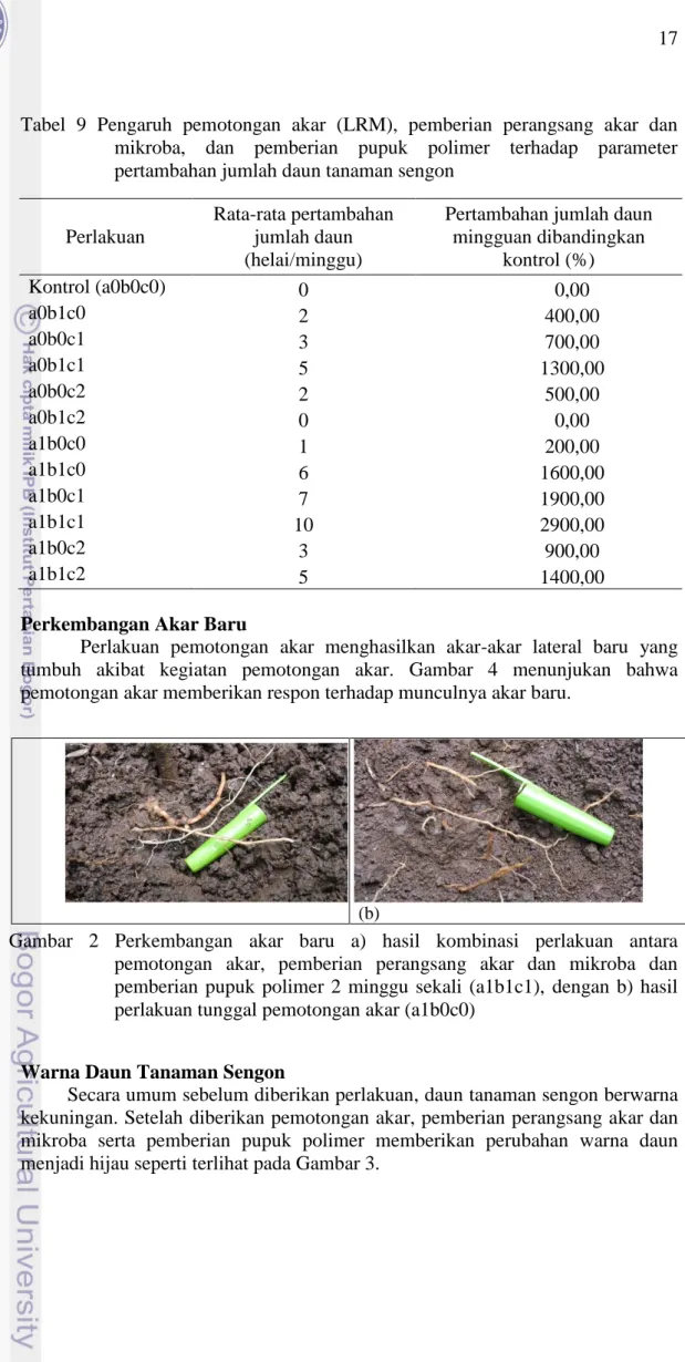 Tabel  9  Pengaruh  pemotongan  akar  (LRM),  pemberian  perangsang  akar  dan  mikroba,  dan  pemberian  pupuk  polimer  terhadap  parameter  pertambahan jumlah daun tanaman sengon  
