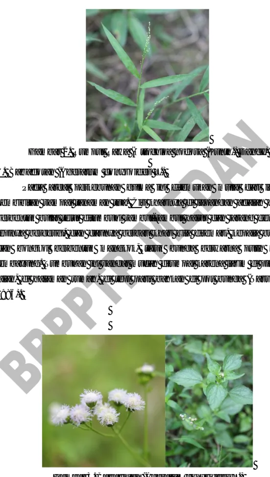 Gambar 2. Rumput Rawa (Ottochloa nodosa (Kunth.) Dandy)  C.  Babadotan (Ageratum conyzoides L.) 