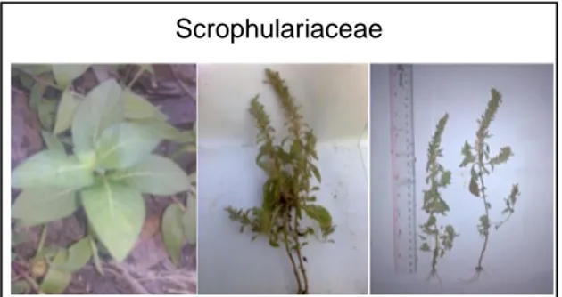 Gambar 2  Scrophulariaceae ( 2)