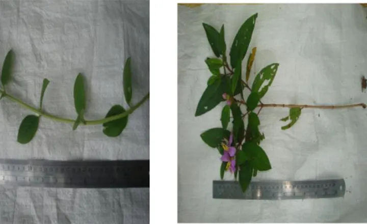 Gambar 1. Jenis- jenis gulma yamg dominan pada perkebunan karet. a). Scleria sumatrensis  b)  Borreria alata c) Melastoma malabathricum 