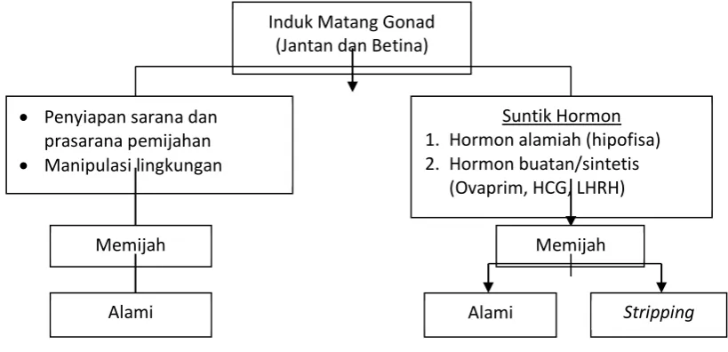 Gambar 1. Proses Pemijahan 