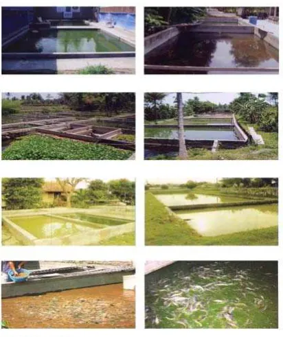Gambar 5. Kolam tembok 