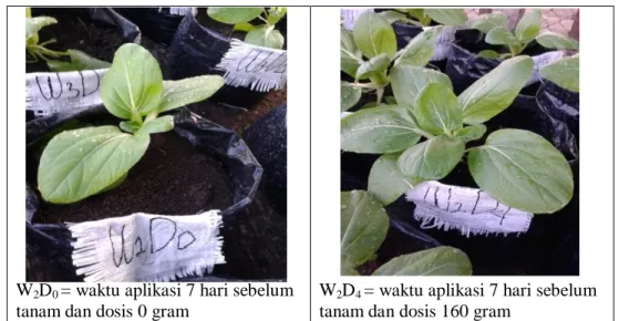 Gambar 2. Histogram rerata jumlah daun Sawi daging (Brassica juncea L.) setelah perlakuan  interaksi dosis dan waktu aplikasi kompos Azolla sp