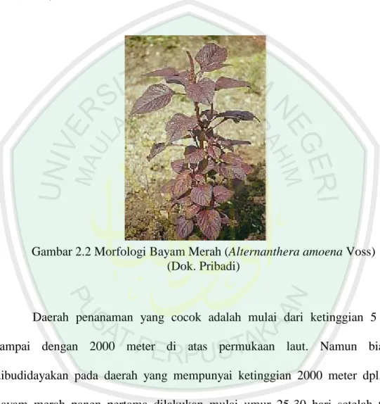 Gambar 2.2 Morfologi Bayam Merah (Alternanthera amoena Voss)  (Dok. Pribadi) 