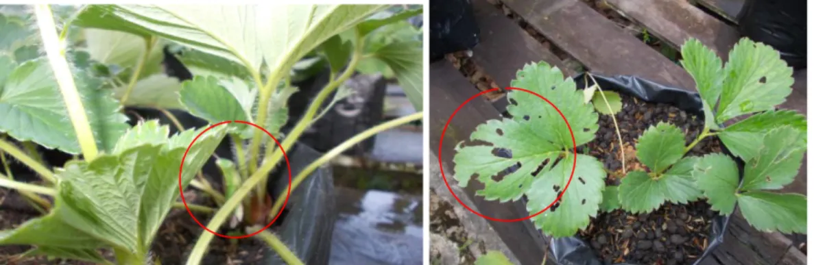 Gambar 2. Belalang yang menyerang daun tanaman stroberi 