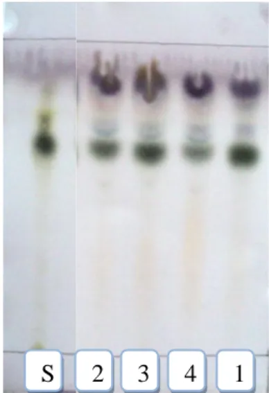 Gambar  2.    Hasil  Kromatografi  lapis  tipis  ekstrak  etanol  akar  rambut  tanaman  ginseng  jawa  (Talinum  paniculatum  Gaertn.)  pada  pelat  silica  gel  GF 254  menggunakan  larutan  pengembang  2-propanol/air  :  14/3  dan  disemprot  dengan  an