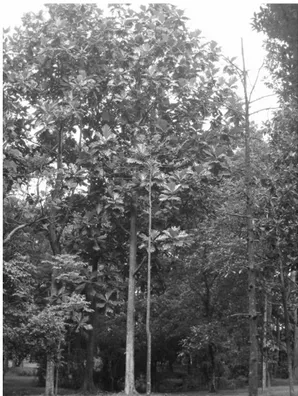 Gambar 1. Tanaman Kluwih (Artocarpus altilis  Park. ex Zoll. Forsberg) di Kebun  Raya Purwodadi 