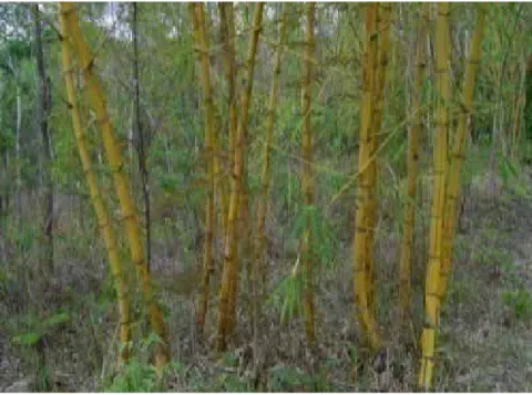 Gambar 3.  Bambu kuning di Wonogiri (daerah kering)         