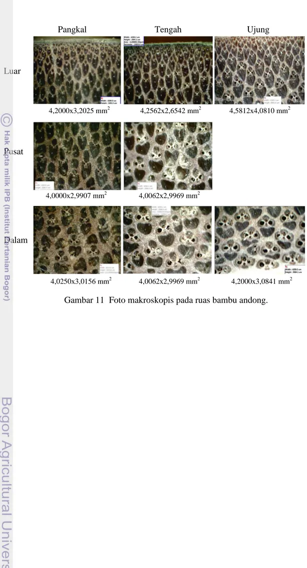 Gambar 11  Foto makroskopis pada ruas bambu andong. 