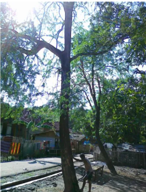 Gambar 1  Pohon  Kawista  L. acidissima  L. 