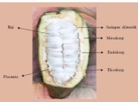 Gambar 2.3 Ciri Anatomis Buah Kakao (Limbongan, J., 2012) 