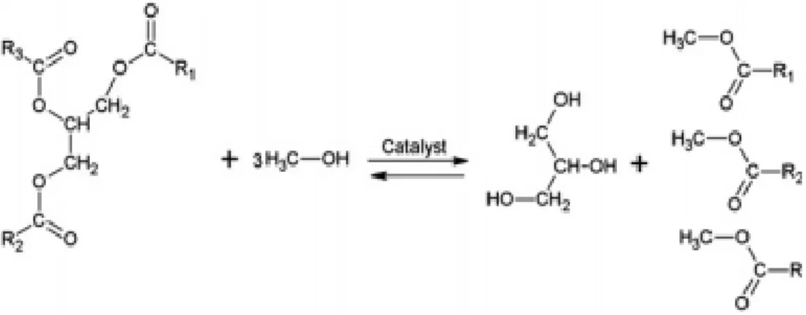 Gambar 2. Skema Reaksi Transesterifikasi Menggunakan Etanol 