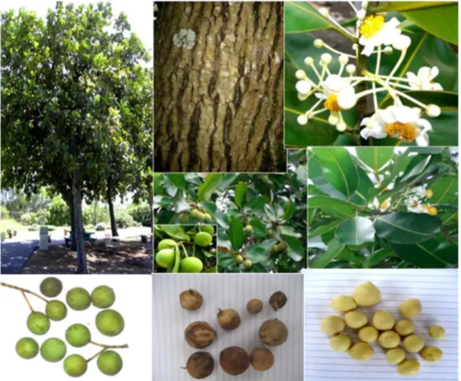 Gambar 1.  Pohon, kayu, bunga, daun, buah dan biji nyamplung 