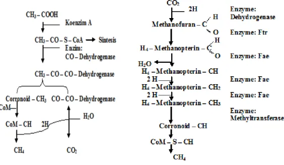 Gambar 2.2. Pembentukan Metan Dari Asetat dan Dari Karbon Dioksida  Metanogen dan asidogen membentuk suatu hubungan yang saling  menguntungkan  di mana  metanogen mengubah hasil dari proses asidogen seperti  hidrogen, asam format dan asetat menjadi metan  