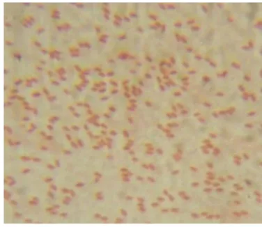 Gambar 6. Karakteristik Bakteri Uji Salmonella Typhimurium ATCC 14028  Pengamatan  terhadap  morfologi  menunjukkan  bahwa  S