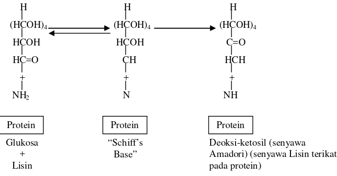 Gambar 1.  Skema Reaksi Maillard antara Glukosa dengan Lisin yang Terikat pada Protein 
