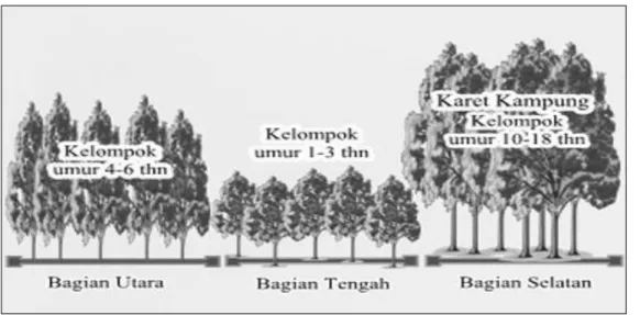Gambar 5. Profil dan karekteristik perkebunan karet rakyat kelas umur dominan  2.  Luas  dan  Peta  Perkebunan  Karet  Hasil 