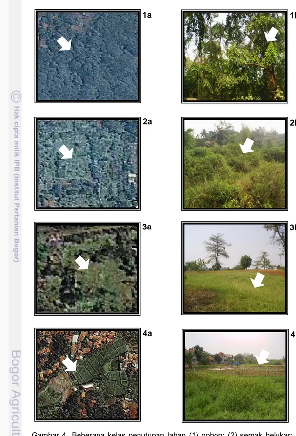 Gambar 4.  Beberapa kelas penutupan lahan (1) pohon; (2) semak belukar; (3)  padang rumput; (4) sawah; (a) penampakan pada citra Ikonos; (b)  penampakan di lapangan 1a 2a  1b 4a 3a 2b 3b  4b 