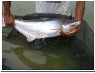 Gambar 2. Induk Ikan Patin 