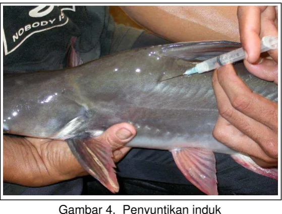 Gambar 4.  Penyuntikan induk 