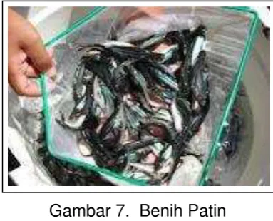 Gambar 7.  Benih Patin 