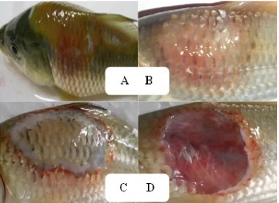 Gambar 10. Gejala klinis pascainfeksi dengan  Aeromonas hydrophila baik pada ikan mas yang  membawa marka molekuler Cyca-DAB1*05 maupun  tanpa marka (A dan B: radang pada lokasi suntik +  hemo-ragi; C: nekrosis/kerusakan jaringan; D: tukak/ulcer).