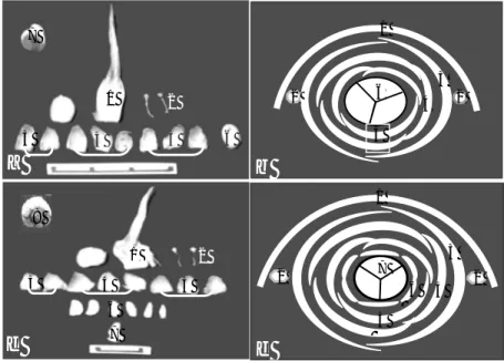Gambar 3.  Bagian-bagian organ bunga betina normal (a&amp;b) dan abnormal 